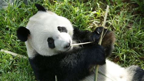 El oso panda deja de estar en peligro de extinción | Canal 6