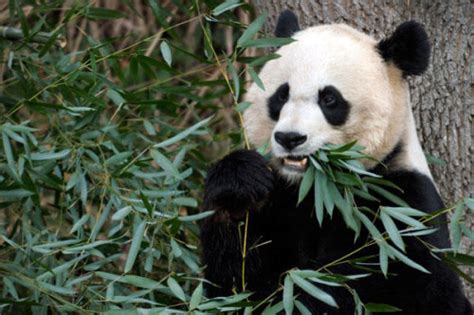 El oso panda | Informacion sobre animales