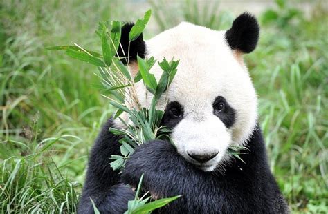 El Oso Panda o Ailuropoda melanoleuca: Toda la información ...