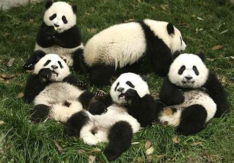 El Oso Panda | SOS Animales en Peligro de Extincion