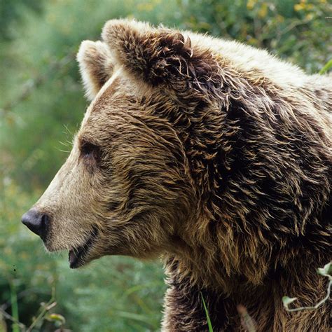 El oso pardo   Fundación Oso de Asturias