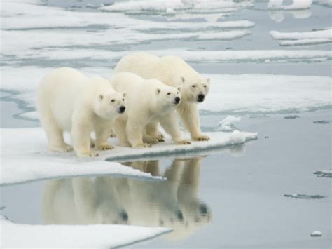 El oso polar en peligro de extinción | Toda la informacion ...