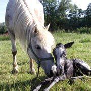 El pais de los animales: Reproduccion de los caballos.