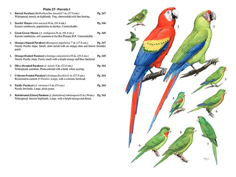 El país ya tiene su primer libro “Guía de las Aves de ...