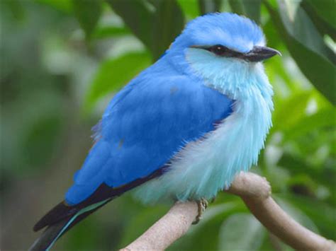 El pájaro azul – Cuento – Blog de Elixires para el Alma