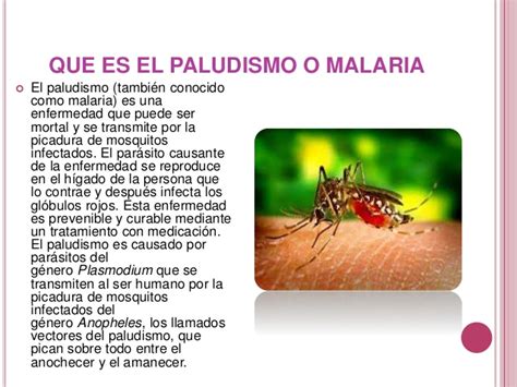 El paludismo o malaria