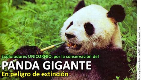El Panda en peligro | e Nature