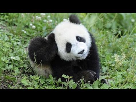 El panda gigante deja de ser una especie en peligro de ...