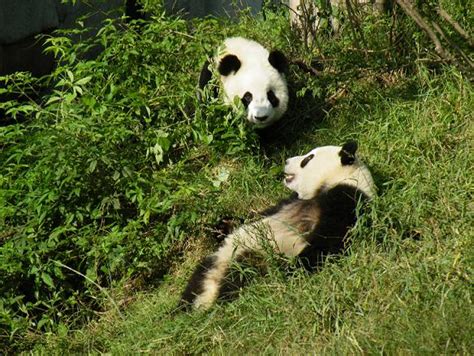 El panda gigante es una especie endémica de la provincia ...