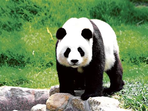 El panda gigante sale de peligro | El Diario Ecuador