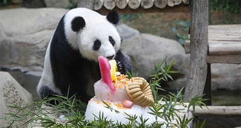 El panda gigante ya no está en peligro de extinción ...