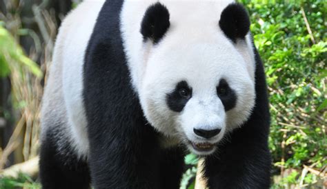 El panda gigante ya no se encuentra en peligro de extinción :