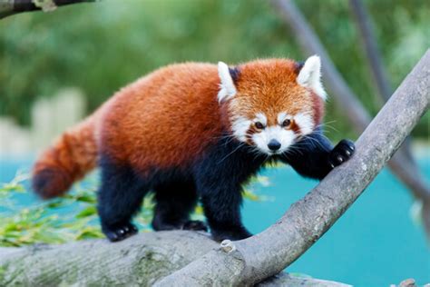 El panda rojo: tierno mamífero en peligro de extinción ...