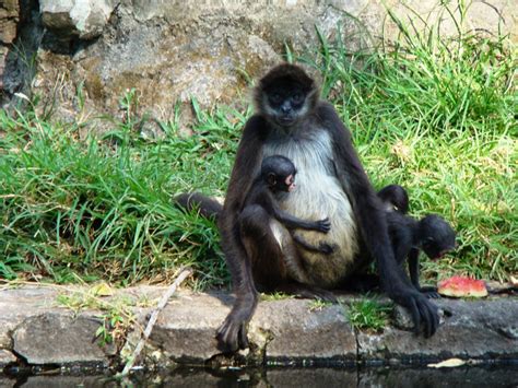 El Parque Zoológico Nacional nomina al mono araña como ...