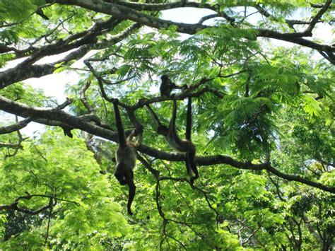 El Parque Zoológico Nacional nomina al mono araña como ...