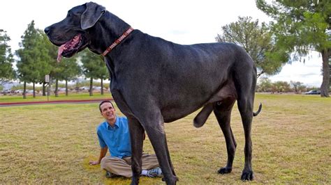 El Perro más GRANDE del Mundo. ¡IMPRESIONANTE!   YouTube