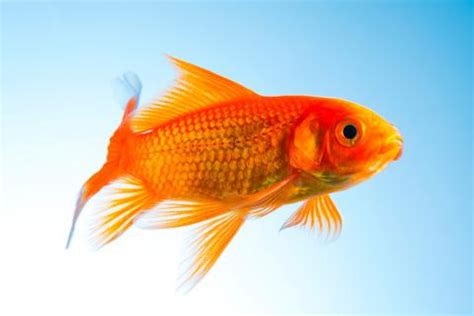 El pez rojo o carpa dorada, un clásico milenario en tu acuario
