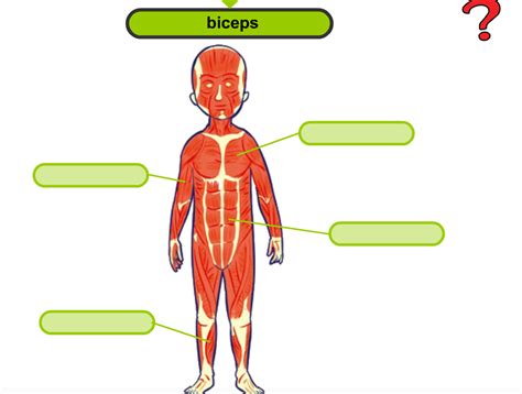 El pupitre de la profe: El cuerpo humano: Los músculos.