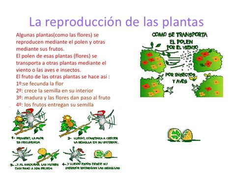 El reino de las plantas Paula Carreras