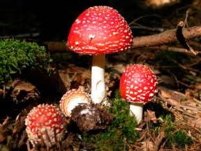El Reino Fungi: conoce todo sobre el reino de los hongos ...
