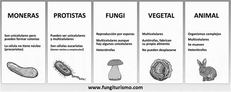 El Reino Fungi: entre lo vegetal y lo animal | Fungiturismo
