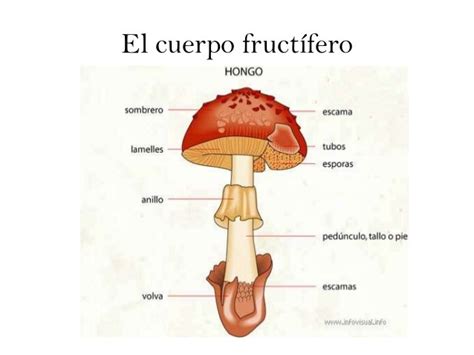 El Reino Fungi: HOLA BIENVENIDOS.