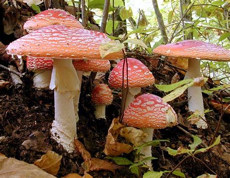 El Reino Fungi  hongos    Escuelapedia   Recursos Educativos