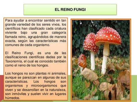 El reino fungi  hongos