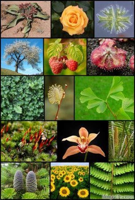 El reino vegetal | BIOPEDIA