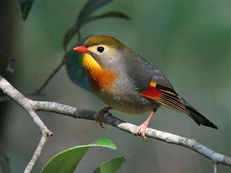 El Ruiseñor: Hermosa ave con un hermoso canto  Imágenes de ...