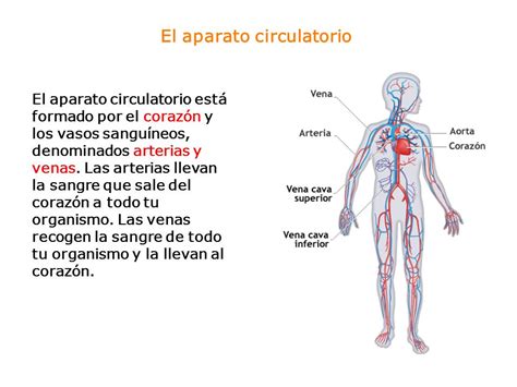 El Sistema Circulatorio Estructura Y Funci N De Los ...