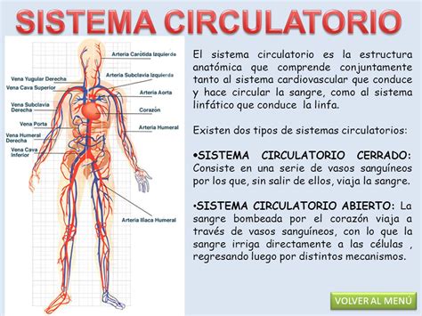 El Sistema Circulatorio Estructura Y Funci N De Los ...