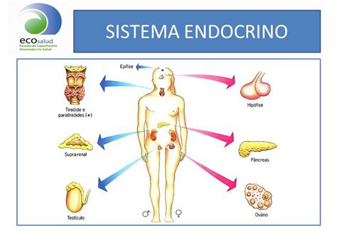El Sistema Endocrino  NUEVA VERSIÓN