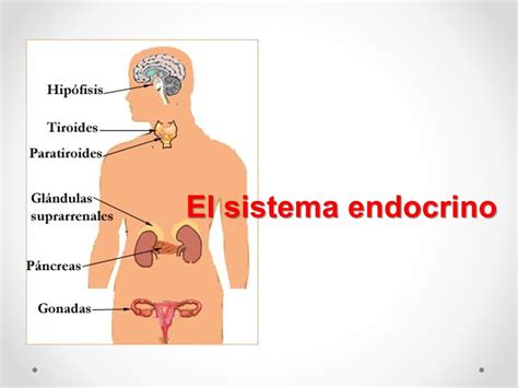 El sistema endocrino.   ppt video online descargar