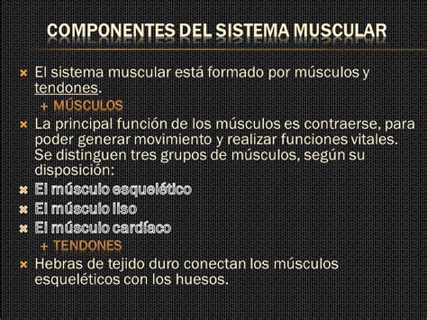 El Sistema Muscular. El Sistema Muscular SISTEMA MUSCULAR ...