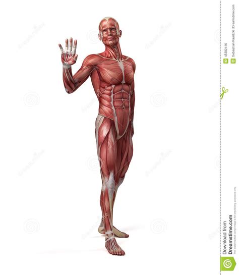 El Sistema Muscular Masculino Stock de ilustración ...