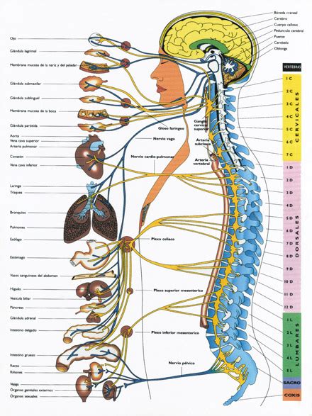 El Sistema Nervioso | Atlas Quiropráctic