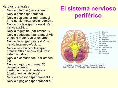 El sistema nervioso central: El encéfalo y la médula ...