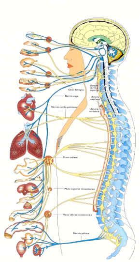 el sistema nervioso | cienciass