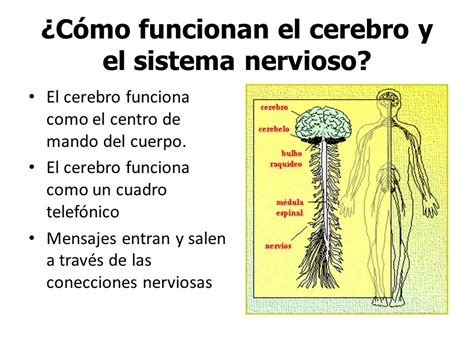 El Sistema Nervioso, el Cerebro y sus procesos   ppt video ...