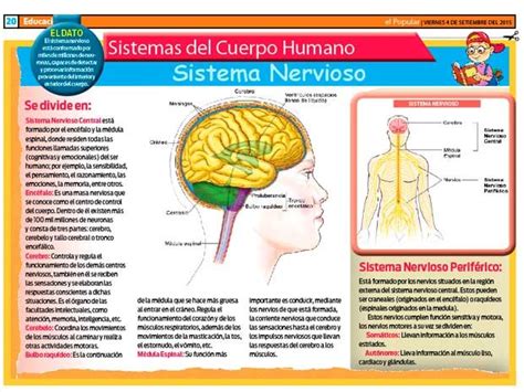 El sistema nervioso | ElPopular.pe
