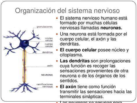 El sistema nervioso humano