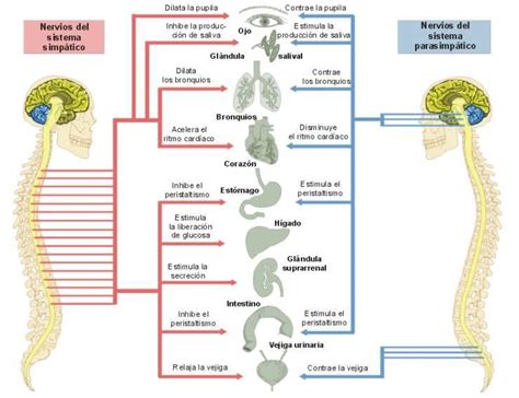 El sistema nervioso II. Los órganos efectores y las ...