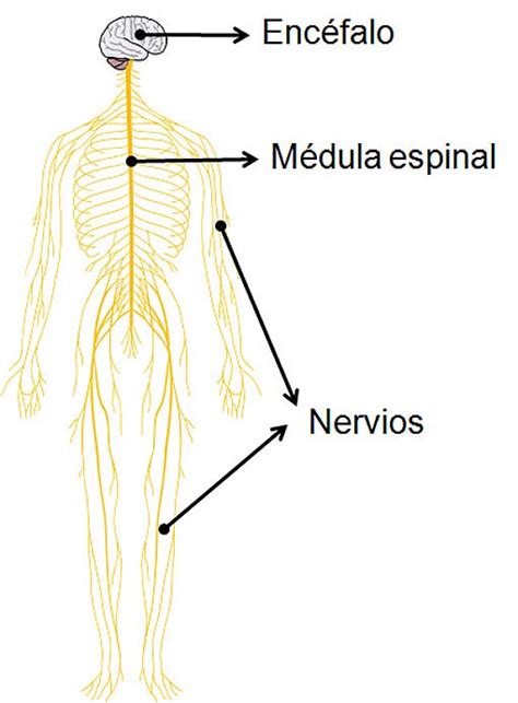 El Sistema Nervioso   Infolesionmedular