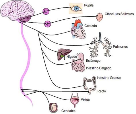 El Sistema Nervioso   Infolesionmedular