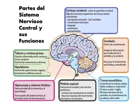 El Sistema Nervioso Joao Chavez