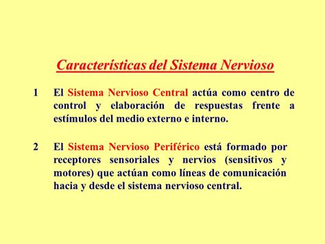 El Sistema Nervioso MATERIAL DE APOYO SUBSECTOR: CIENCIAS ...