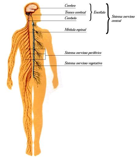 El sistema nervioso