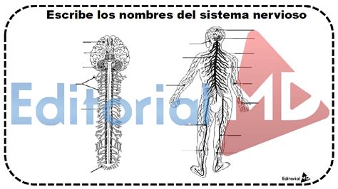 El Sistema Nervioso para Niños MATERIAL PARA IMPRIMIR