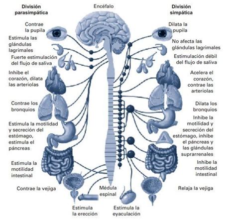 El Sistema Nervioso Periférico, anatomía y función